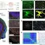 Nova técnica simplifica mapeamento de RNA em tecidos frescos