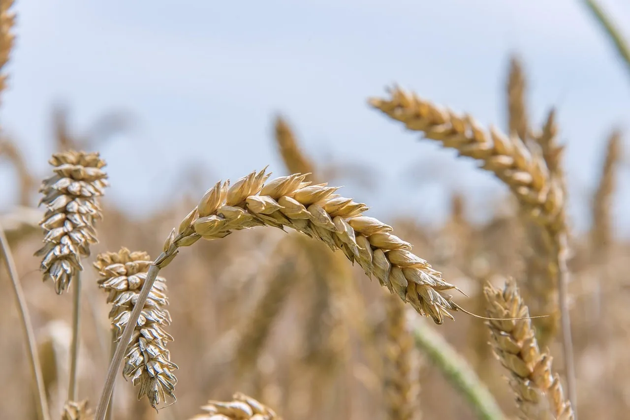 Nova abordagem biológica reduz doenças no trigo