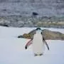 Colônia de pingüins na Zavodovski perde título de maior do mundo