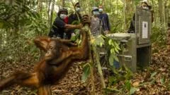 Orangutãs devolvidos à natureza após incêndios devastadores
