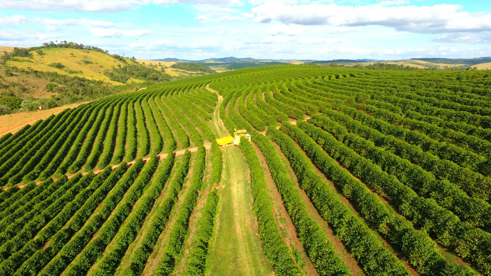 Poder de compra de fertilizantes diminui para produtores de café