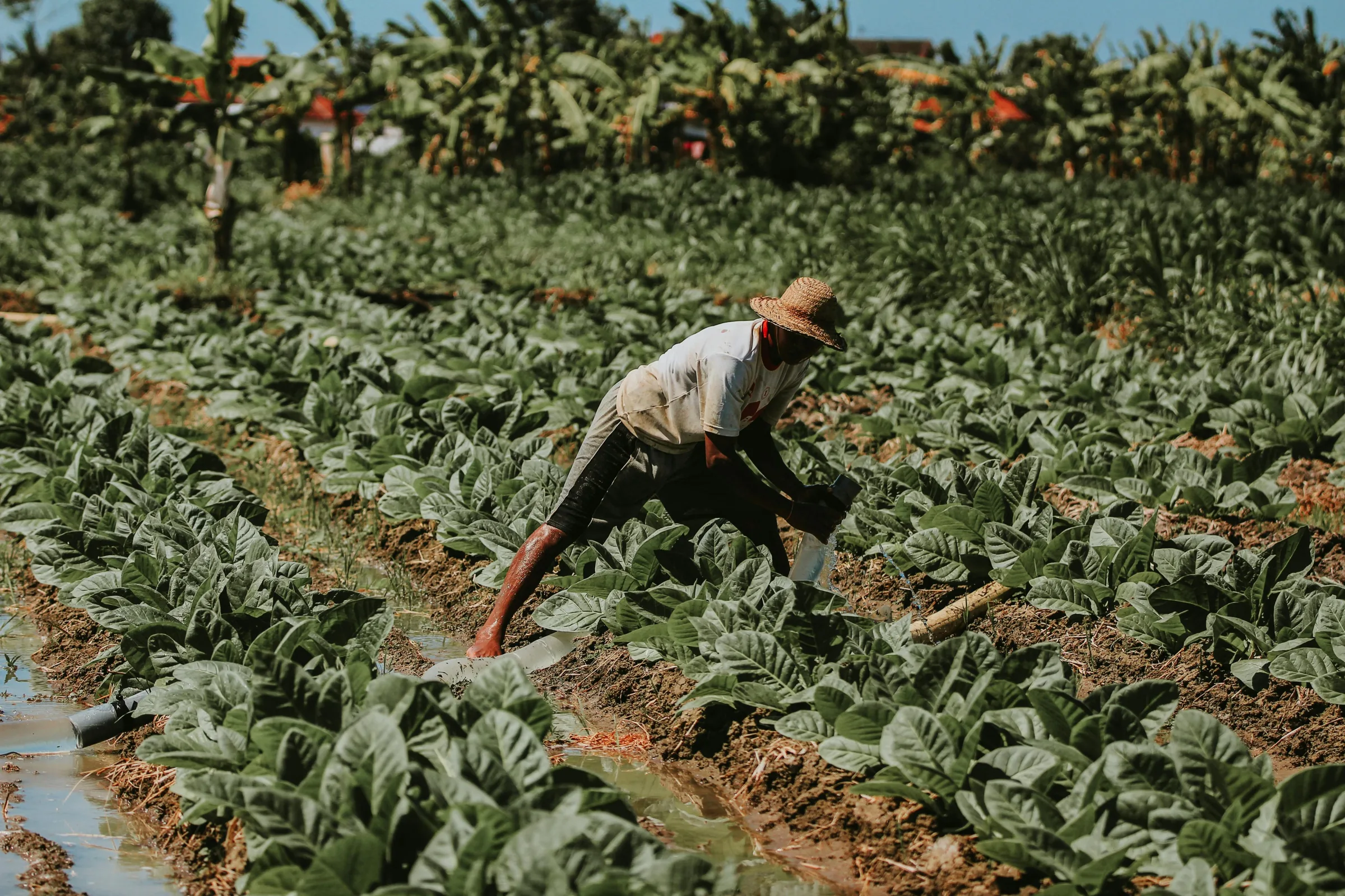 Pedidos de recuperação judicial no agro caem no segundo trimestre