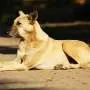 O que os cães de rua indianos podem nos ensinar sobre cuidar dos pets