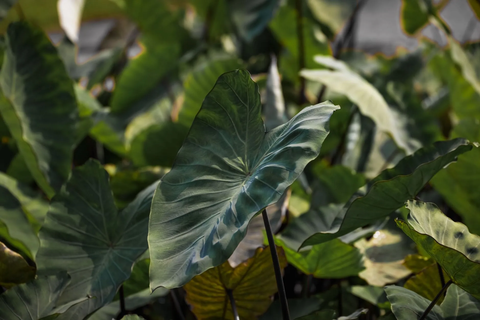 Planta misteriosa chamada 'orelha-de-elefante' é encontrada em quintal