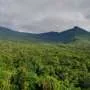 Amazonian wildfires reduce rainforest's carbon absorption