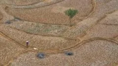 El Niño afeta clima global: incêndios e furacões
