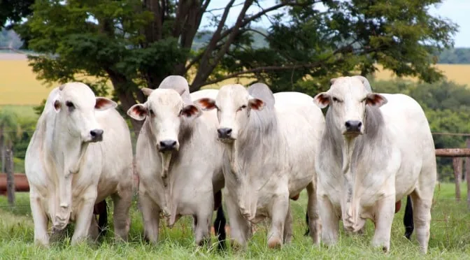 Preços do boi gordo avançam em diversas regiões