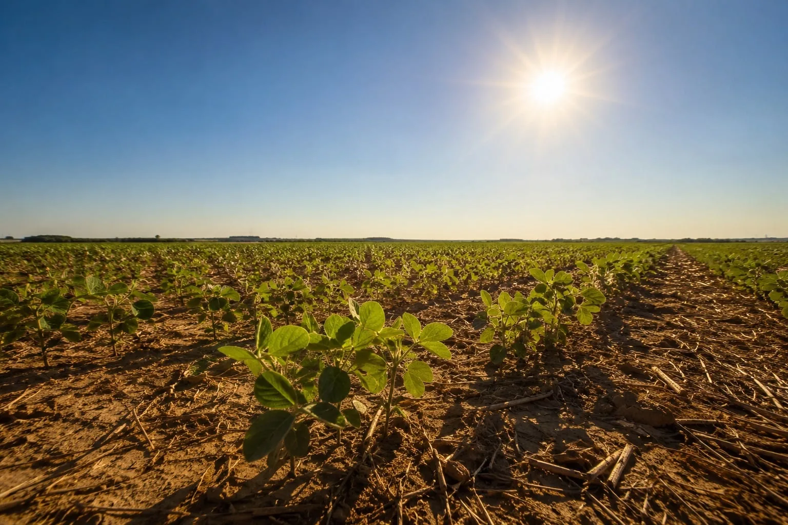 Calor pode reduzir produtividade da soja mesmo com chuva