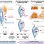 Novo estudo revela como órgãos urogenitais humanos se desenvolvem juntos