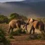 Elefantes selvagens usam uma ampla gama de gestos intencionalmente