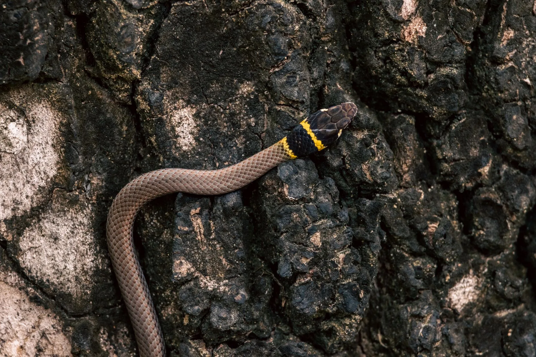 Pequenas serpentes rodam quatro vezes mais rápido que escorregam