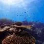 Coral reefs in Australia face collapse risk within 50 years