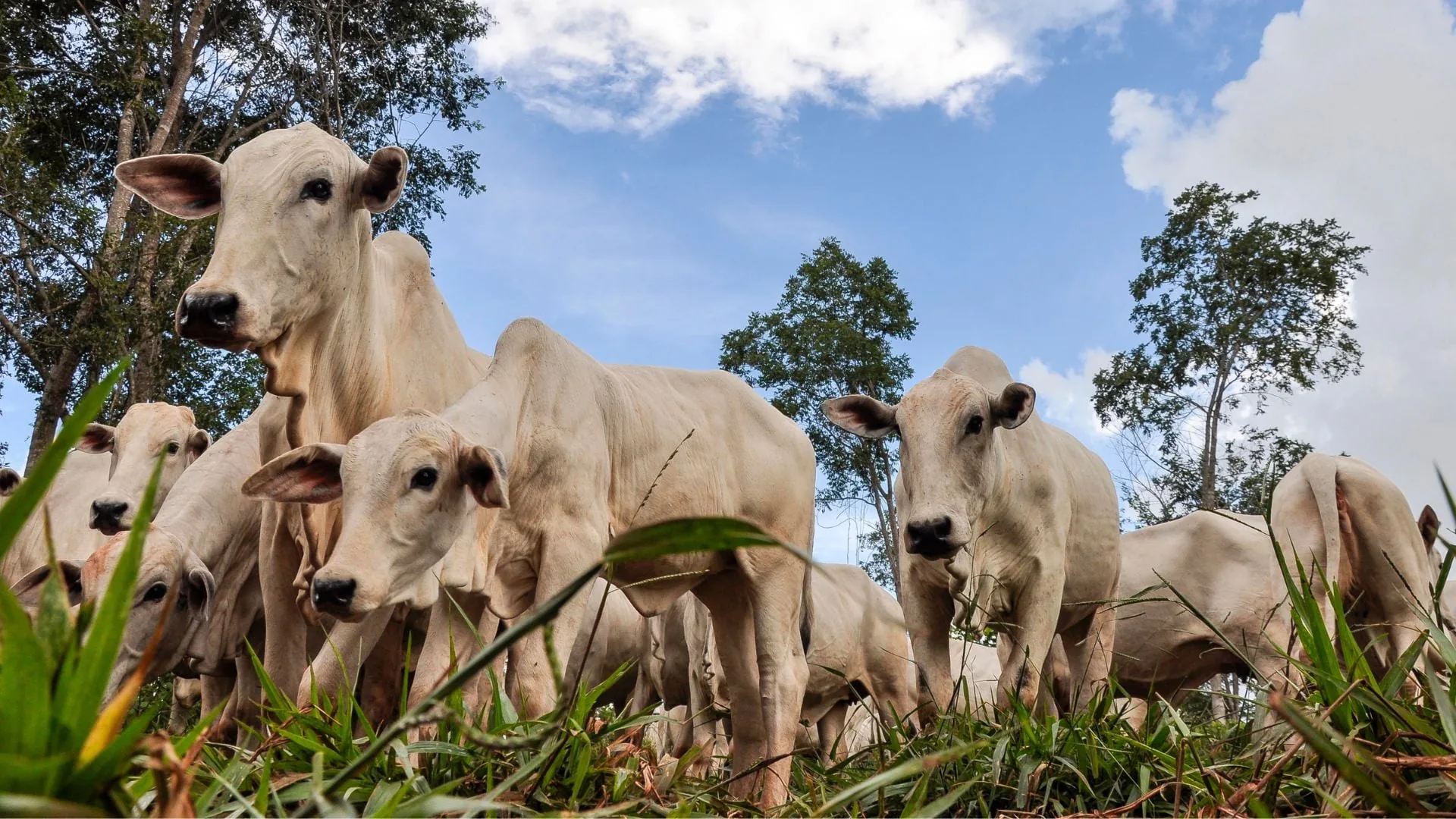 Espécie nativa de árvore melhora saúde do solo ao ser integrada a pastagens